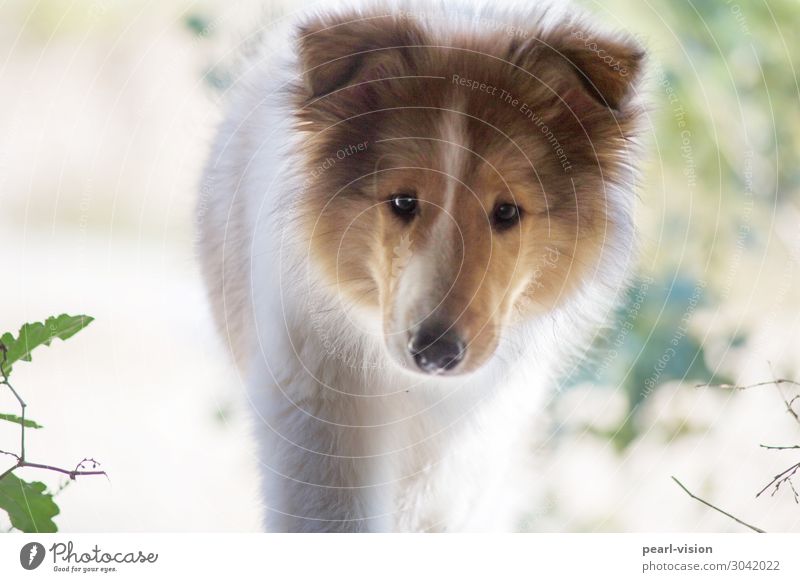 schau mal Haustier Hund 1 Tier Blick Neugier Interesse Collie Farbfoto Außenaufnahme Tag Porträt Blick in die Kamera