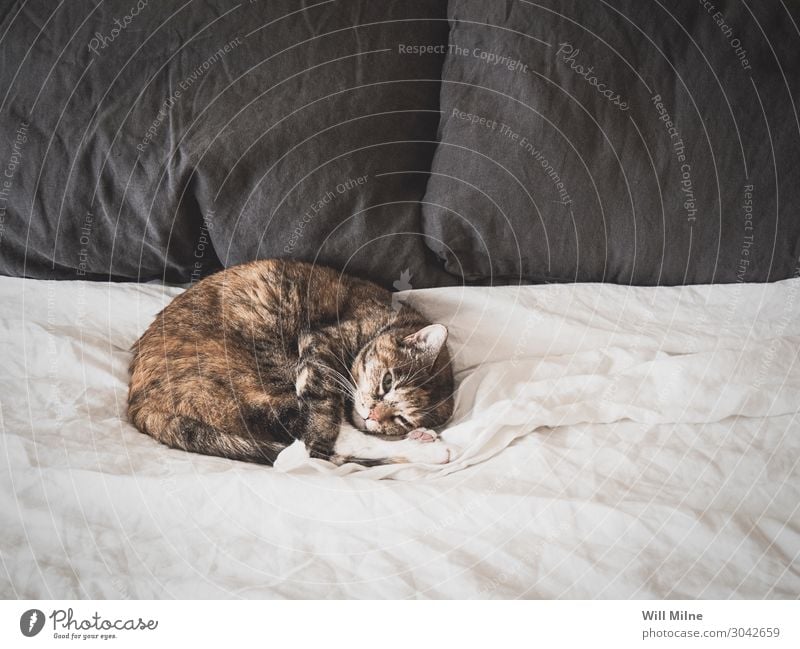 Eine Katze schläft auf einem Bett. schlafen Müdigkeit weiß Tag Haustier Tier
