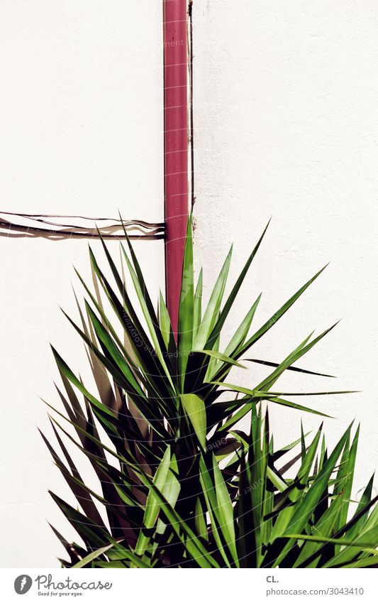 spizz Kabel Wärme Pflanze Blatt Mauer Wand ästhetisch Spitze stachelig Farbfoto Außenaufnahme abstrakt Menschenleer Tag