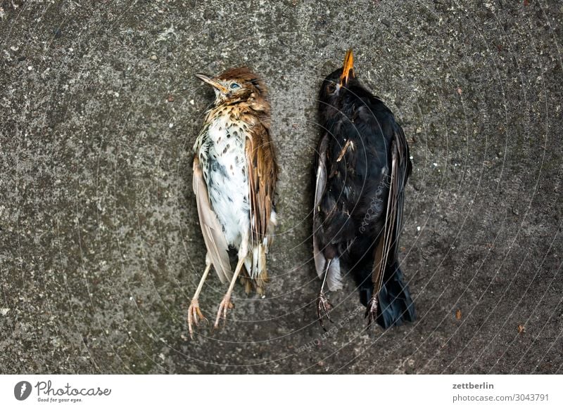 Zwei tote Vögel Amsel Lebewesen Drossel Menschenleer Seuche Vogel Singvögel Tod Textfreiraum usutu Virus vogelseuche liegen Leiche Feder