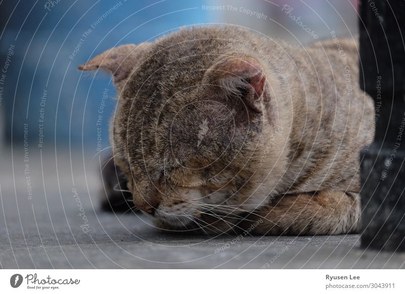 süße Katze schläft Tiergesicht 1 schlafen Einsamkeit Stadt Leben Erholung Farbfoto Außenaufnahme Menschenleer Abend Licht Starke Tiefenschärfe Tierporträt