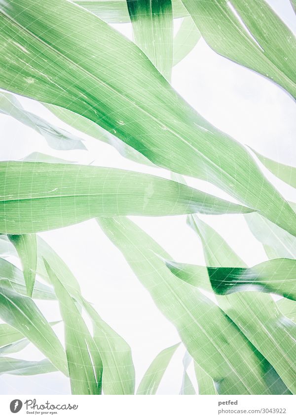 Mais Natur Sommer Pflanze Blatt Blühend Wachstum nachhaltig natürlich grün weiß Energie Farbfoto Außenaufnahme Menschenleer Hintergrund neutral High Key