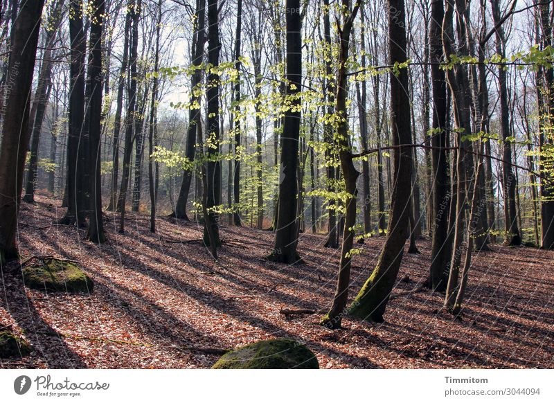 Erholung im Wald Ferien & Urlaub & Reisen Umwelt Natur Landschaft Pflanze Himmel Frühling Schönes Wetter Baum Stein Holz Wachstum ästhetisch natürlich braun