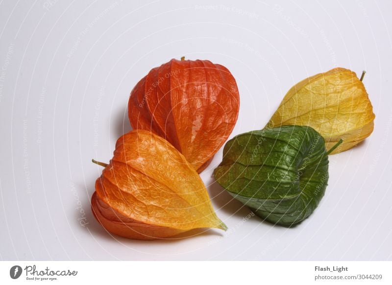 Physalis Herbst Pflanze Blume grün orange Farbfoto Studioaufnahme Nahaufnahme Menschenleer Textfreiraum oben