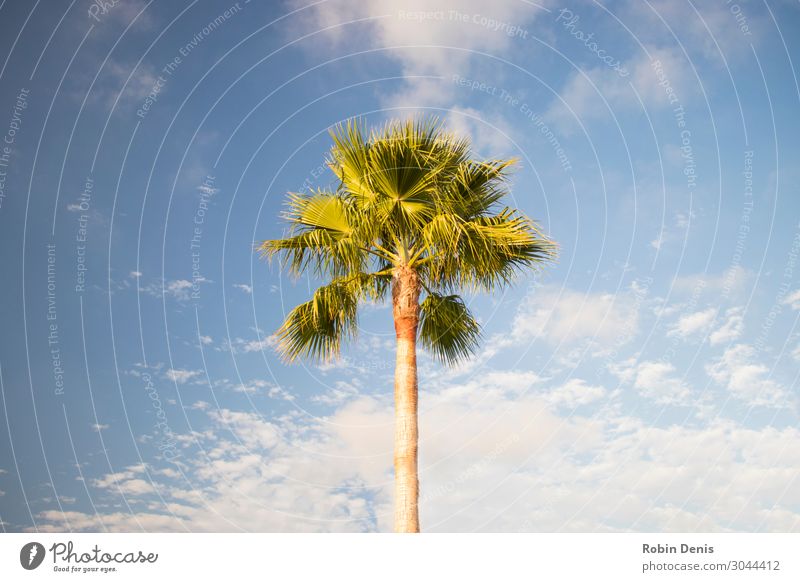 Palme beim Sonnenbaden Umwelt Natur Pflanze Himmel Wolken Sonnenlicht Sommer Schönes Wetter Wärme Baum Blatt exotisch Garten Park Wellen Küste Strand