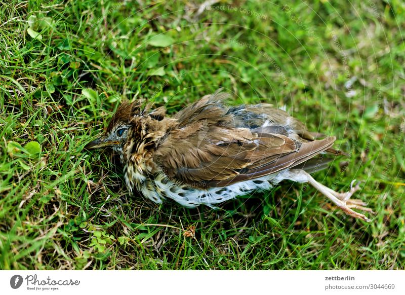 Tote Singdrossel Lebewesen Drossel Menschenleer Seuche Vogel Singvögel Tod Textfreiraum usutu Virus vogelseuche