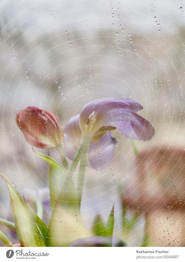 Raindrops falling Pflanze Frühling Sommer Herbst Winter Blume Tulpe Blumenstrauß Blühend leuchten gelb grün violett orange rosa rot türkis weiß Tulpenblüte