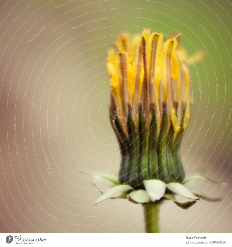 eine Löwenzahnblüte die ihre beste Zeit bereits hinter sich hat und deswegen auch in einem quadratischen Bild ihr Dasein fristen muss Blüte Blütenknospen Blume