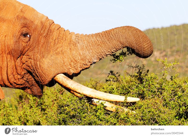 wertvoll | elfenbein am richtigen ort! Ferien & Urlaub & Reisen Tourismus Ausflug Abenteuer Ferne Freiheit Safari Wildtier Tiergesicht Elefant Fressen
