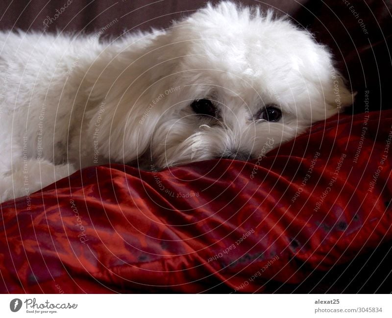 Bichon maltesische Ruhezeit Glück schön Natur Tier Haustier Hund Liebe sitzen klein niedlich weiß reizvoll züchten heimisch pelzig Behaarung Säugetier