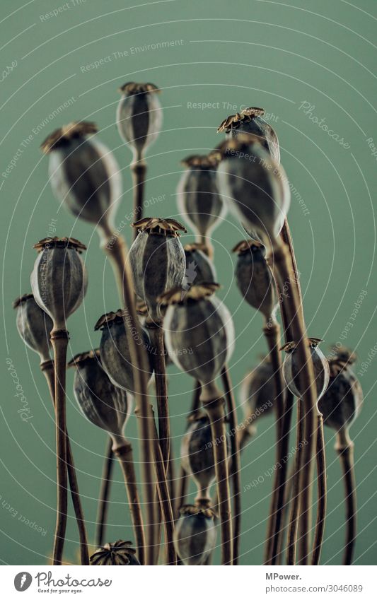 mohnkapsel Pflanze alt Mohn Mohnkapsel grün trocken Samen Strukturen & Formen Farbfoto Innenaufnahme Menschenleer Kontrast Unschärfe