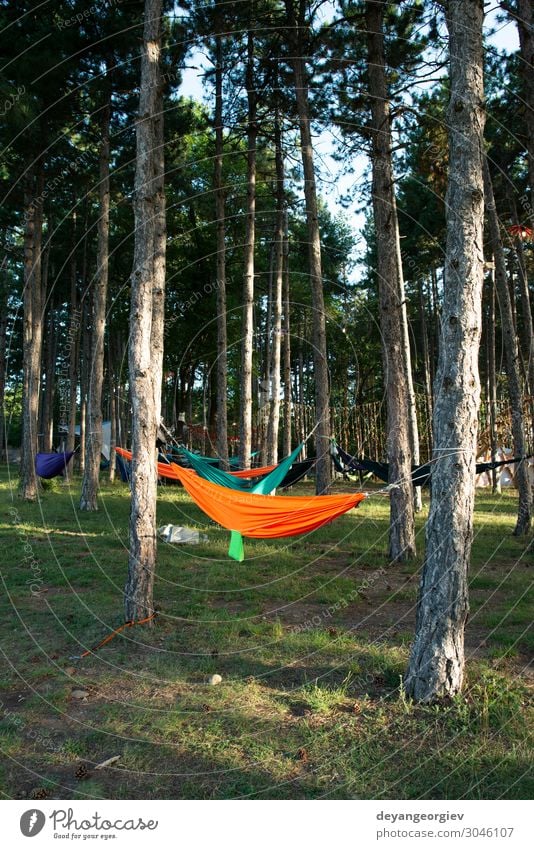 Hängematten an Bäumen im Wald. Sonnenscheinmorgen im Wald. Lifestyle Erholung Ferien & Urlaub & Reisen Tourismus Camping Sommer Natur Baum grün ruhen Hipster