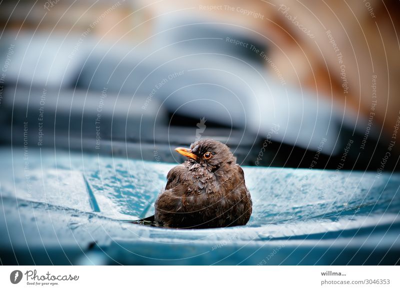 Eine Amsel sitzt im Regen auf einer Mülltonne Vogel sitzen nass Regenwasser beobachten Wachsamkeit Kontrolle Einsamkeit Schwimmen & Baden Farbfoto Außenaufnahme