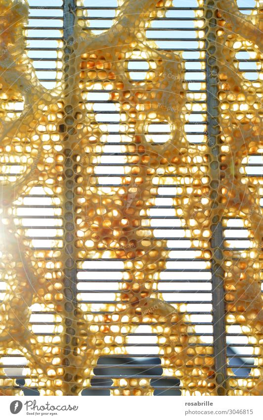 hier riechts doch nach... | Bienenwachs - Bienenwaben auf Gitter im Gegenlicht Wabe gold golden gelb goldgelb Kunstwerk bauen gebaut gleichmäßig regelmäßig