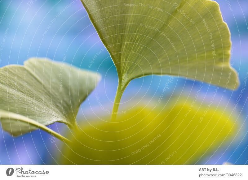 Ginkgoblätter Natur Pflanze Nutzpflanze blau grün einzigartig geheimnisvoll Farbfoto Außenaufnahme Detailaufnahme Makroaufnahme Menschenleer Textfreiraum links