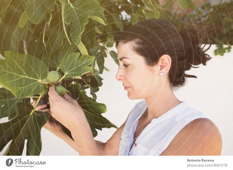 Feigen Zeit Gemüse Lifestyle Sommer Garten Arbeit & Erwerbstätigkeit Mensch Frau Erwachsene Pflanze Baum Blatt Bekleidung frisch sammelnd unausgereift