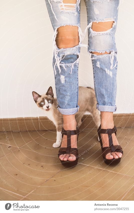 zerrissene Katze Lifestyle Stil Frau Erwachsene Tier Mode Bekleidung Hose Jeanshose Damenschuhe Haustier stehen Erotik niedlich gerissen zerrissene Jeans