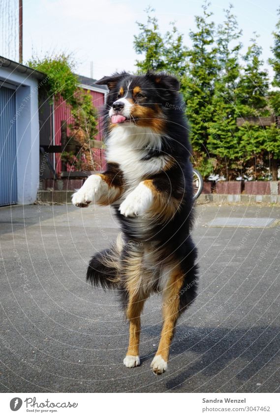 Ätsch! Tier Hund 1 Spielen springen Tanzen Freude Collie Farbfoto Außenaufnahme Menschenleer Tag Bewegungsunschärfe Zentralperspektive Ganzkörperaufnahme