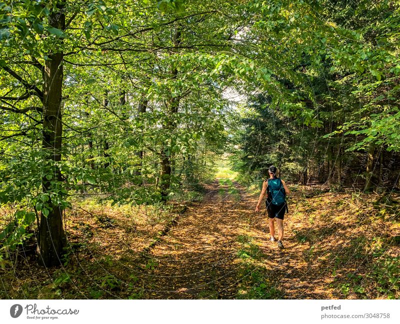 Waldlichter Fitness wandern Frau Erwachsene 1 Mensch Sommer Baum Erholung gehen laufen leuchten frisch wild braun grün orange Stimmung Gelassenheit ruhig