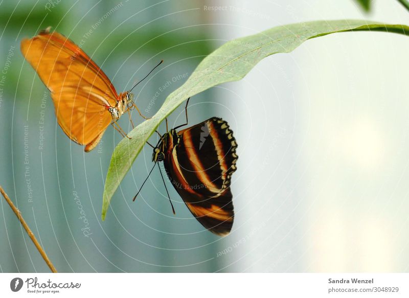 Schmetterlinge II Umwelt Natur Pflanze Tier Sommer Klima Klimawandel exotisch Urwald Alpen Zoo 2 hängen hocken orange schwarz Farbfoto Menschenleer Tag