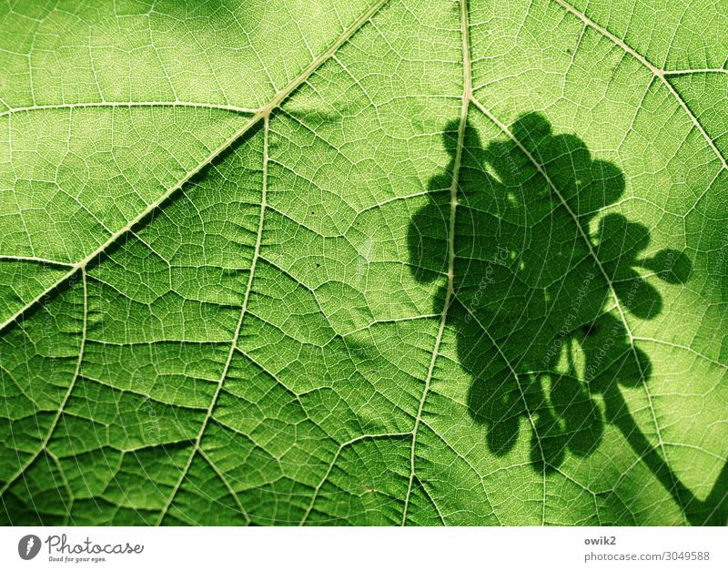 Weinblatt Pflanze Schönes Wetter Blatt Weintrauben Garten grün Blattadern Farbfoto Außenaufnahme Detailaufnahme Muster Strukturen & Formen Menschenleer