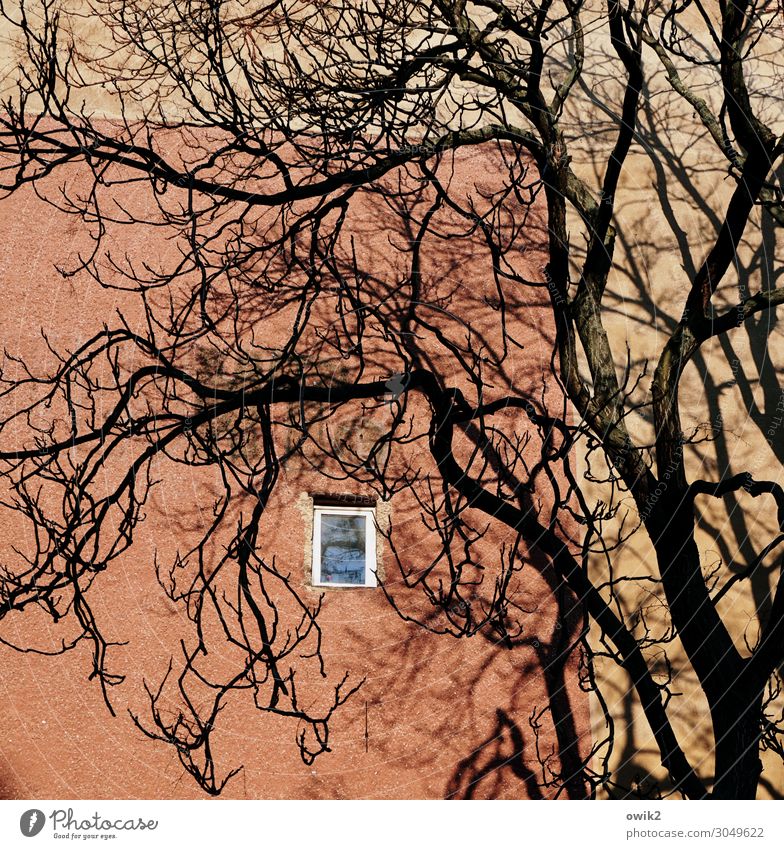 Oberstübchen Pflanze Baum Ast Berlin-Mitte Hauptstadt bevölkert Haus Mauer Wand Fenster hoch klein oben orange rot dezent Verschwiegenheit Fensterrahmen