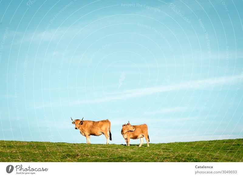 Zwei Kühe Landschaft Pflanze Tier Himmel Wolkenloser Himmel Sommer Schönes Wetter Gras Wiese Weide Steppe Pampa Nutztier Kuh 2 beobachten genießen stehen