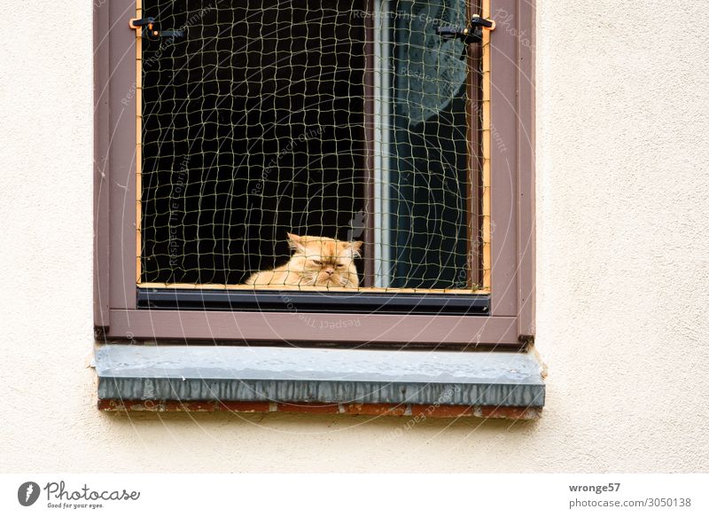 Katze am offenen Fenster Mauer Wand Tier Haustier 1 beobachten warten Häusliches Leben Neugier Stadt mehrfarbig Tierliebe Hauskatze Fensterbrett Fensterplatz