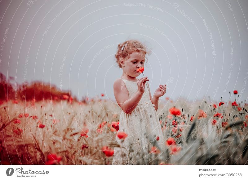 Kind im Mohnfeld Feld Mohnblüte Blume Blüte rot festhalten Mädchen Frau feminin Pflanze Tier Sommer Leben mehrfarbig bezaubernd