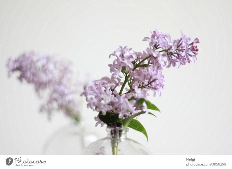 hier riechts doch nach ... | Flieder Fliederblüte Pflanze Natur Farbfoto Nahaufnahme Blüte violett Menschenleer Blühend Garten Detailaufnahme lila grün Vase
