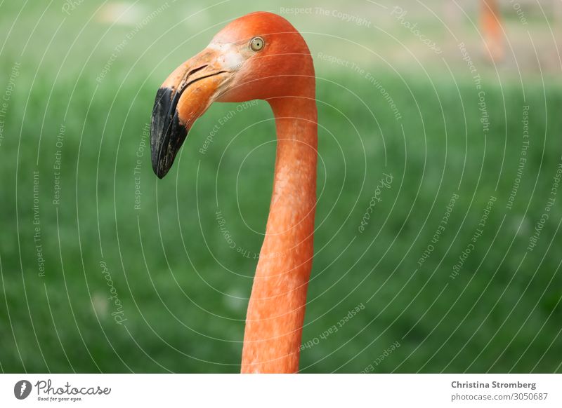 Flamingo Tier rosa Vogel Farbfoto Wildtier Natur Zoo Schnabel exotisch Hals Tierporträt Tiergesicht Blick schön beobachten orange wild Blick in die Kamera Tag