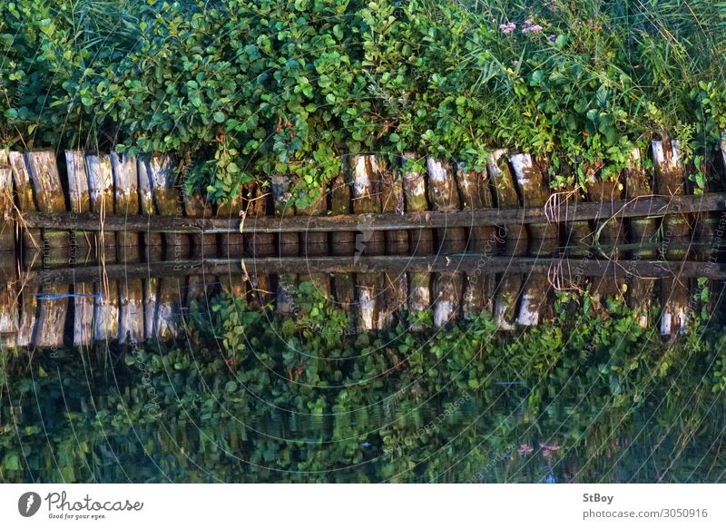 Reflexionen am Peenestrom Ausflug Umwelt Natur Landschaft Pflanze Wasser Sommer Sträucher Grünpflanze Flussufer braun grün Farbfoto Außenaufnahme