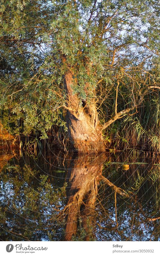 Reflexionen am Peenestrom - Weide Umwelt Natur Landschaft Pflanze Wasser Sommer Baum Flussufer blau braun grün Farbfoto Außenaufnahme Tag Reflexion & Spiegelung