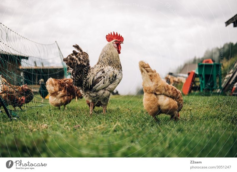 Hühner auf der Alm Haushuhn Ernährung Bioprodukte Gesundheit Gesunde Ernährung Berge u. Gebirge Natur Landschaft schlechtes Wetter Wiese Alpen Bauernhof Gehege
