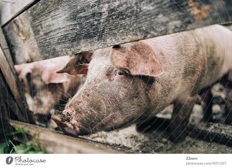 Almschwein Natur Alpen Nutztier Schwein füttern Blick stehen Gesundheit Glück nachhaltig natürlich Zufriedenheit ruhig Stall Zaun Gehege Fressen Holzzaun