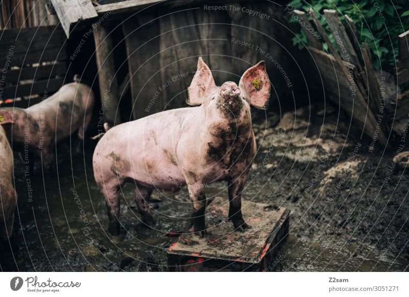 Schwein gehabt Lebensmittel Fleisch Natur Dorf Stall Gehege Nutztier Schweinefleisch Viehzucht artgerecht Tiergruppe authentisch frech Gesundheit Glück