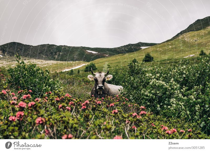 Kuh in den österreichischen Alpen Natur Landschaft Sommer schlechtes Wetter Blume Sträucher Berge u. Gebirge Gipfel Nutztier beobachten Erholung liegen