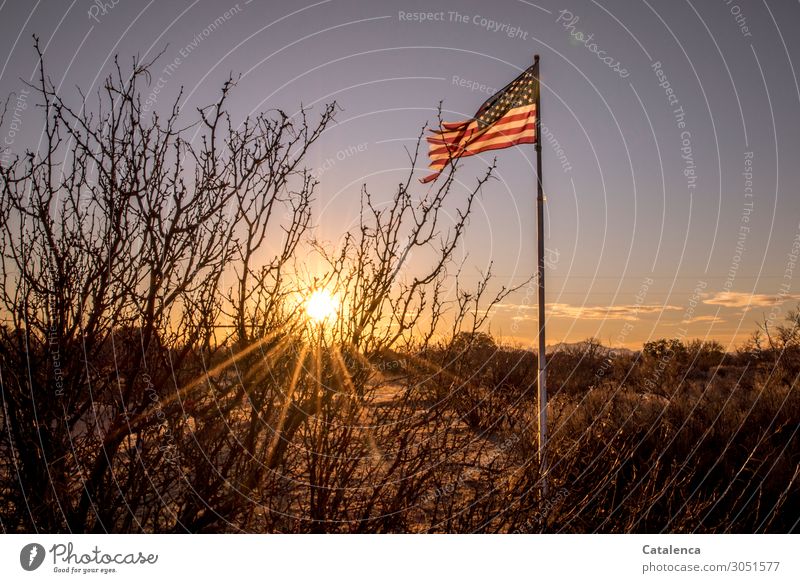 Amerikanische Flagge weht im Abendlicht, hinter einem kahlen Busch geht die Sonne unter Flaggenmast USA Himmel Fahne Stars and Stripes Fahnenmast Amerikaner
