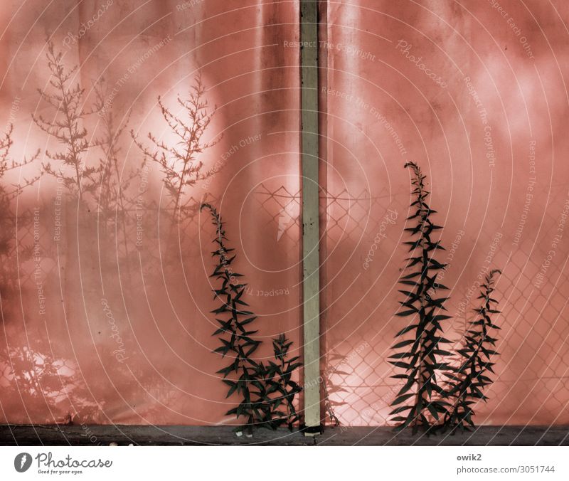 Stubenhocker Pflanze Wildpflanze Halm Abdeckung Zeltplane Holz Kunststoff Wachstum Zusammensein Neugier rot Silhouette schemenhaft durchscheinend Farbfoto