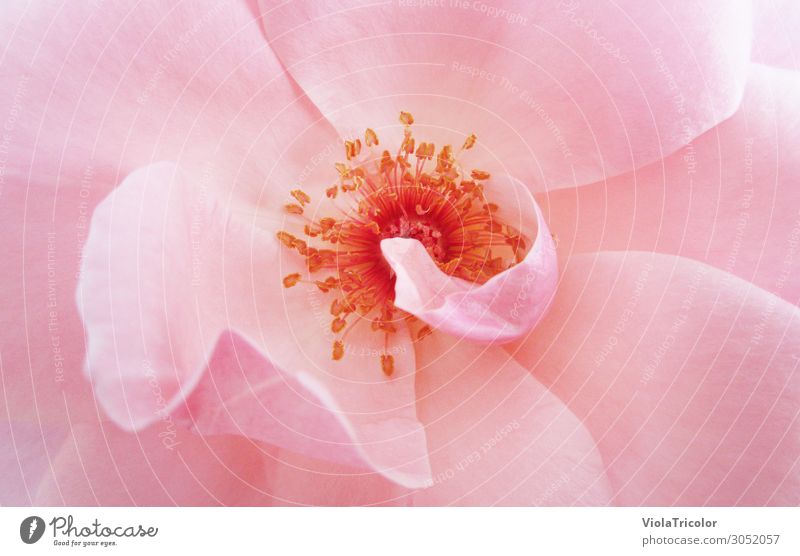 Detailaufnahme der Mitte einer rosa Rosenblüte mit den Staubgefäßen im Zentrum, Blick von oben Blüte schön Körperpflege Wellness Duft Natur Pflanze Sommer Blume
