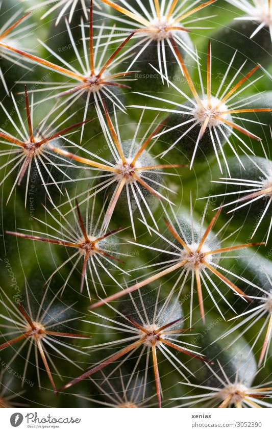 Autsch - Stachel am Kaktus Pflanze Topfpflanze Mammalia Zimmerpflanze Spitze stachelig gelb grün weiß piecken Aua Nahaufnahme Detailaufnahme