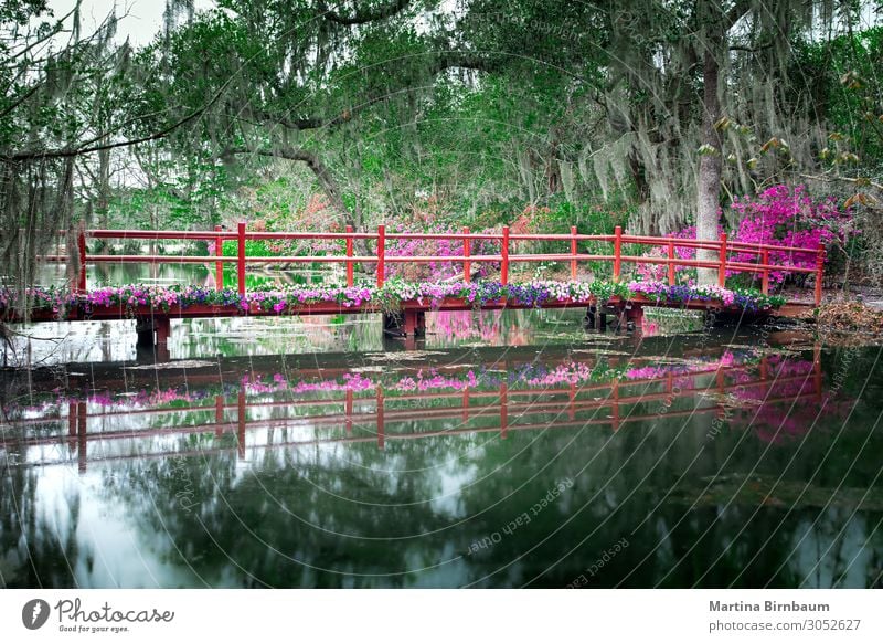 Rote Brücke mit blühenden Blumen in Charleston schön Ferien & Urlaub & Reisen Tourismus Garten Natur Landschaft Pflanze Baum Moos Park Wald See natürlich grün