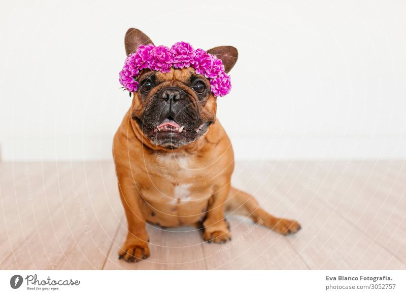 süsse braune französische Bulldogge zu Hause mit einem Blumenkranz Lifestyle Stil Glück schön Erholung Freizeit & Hobby Tier Frühling Sommer Haustier Hund 1