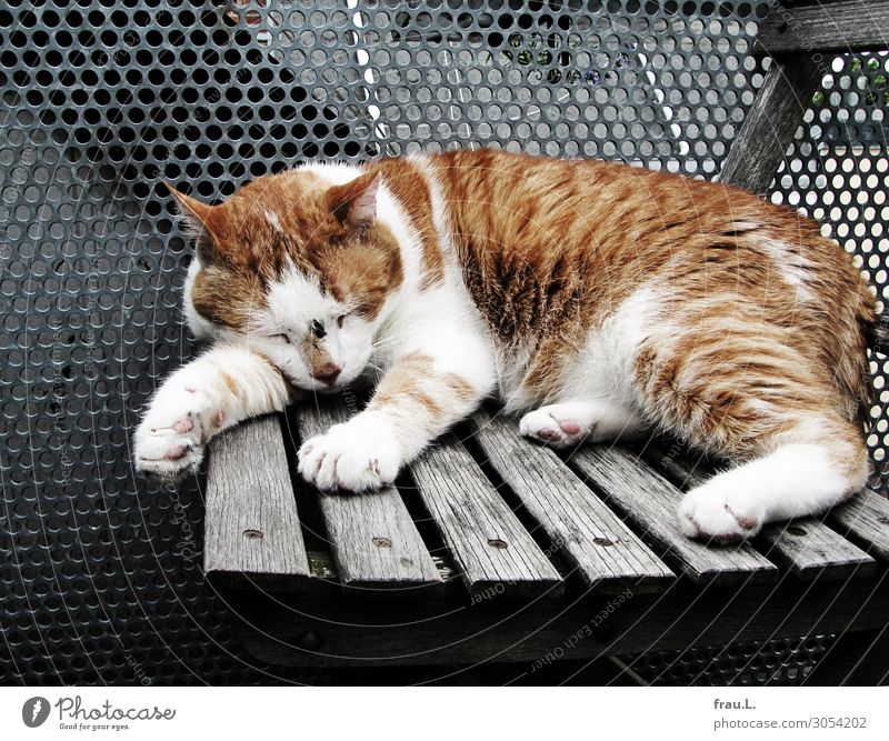 Nach dem Kampf Stuhl Balkon Terrasse Tier Haustier Katze 1 schreiben träumen Traurigkeit klein Krankheit braun weiß Müdigkeit Aggression kämpfen Wunde