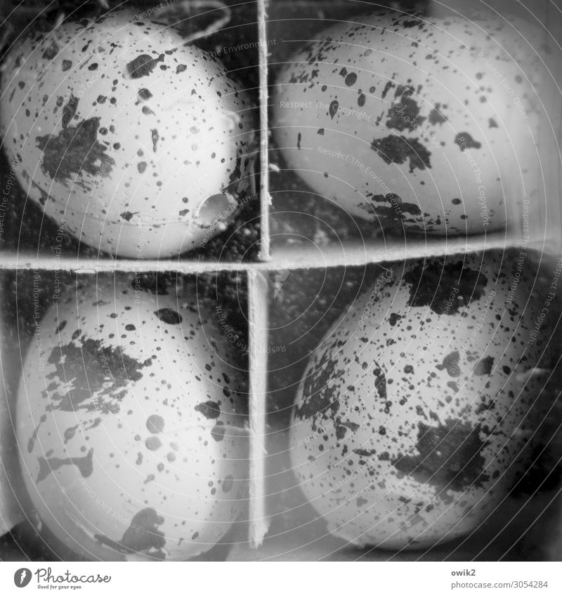 Trennkost Ei Eierschale 4 verpackt Trennung alt rund Schwarzweißfoto Innenaufnahme Detailaufnahme Muster Strukturen & Formen Menschenleer Totale