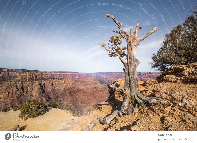 Ausdauer beweist die Kiefer am die Abgrund des Grand Canyon wächst Ferne wandern Natur Landschaft Pflanze Erde Wolkenloser Himmel Horizont Schönes Wetter Baum