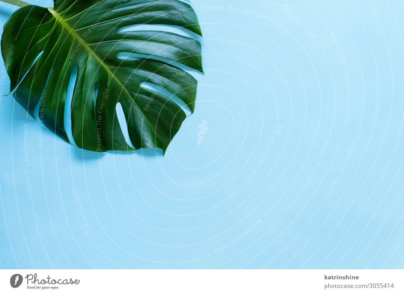 Tropisches Monsterblatt auf hellblauem Hintergrund Design exotisch Sommer Pflanze Blatt Urwald modern natürlich grün Kreativität Fensterblätter tropisch