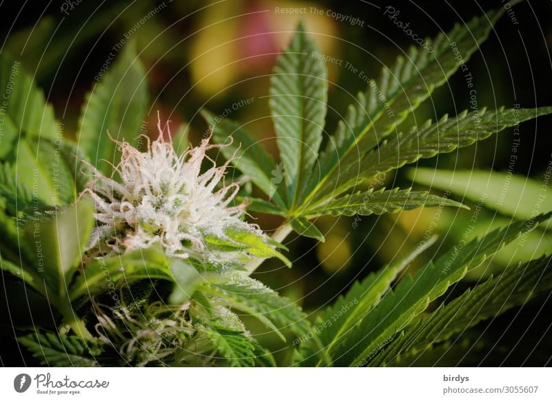 Blütentraum - Traumblüte Alternativmedizin Rauschmittel Medikament Pflanze Sommer Hanf Blatt Grünpflanze Nutzpflanze Blühend Duft Wachstum ästhetisch