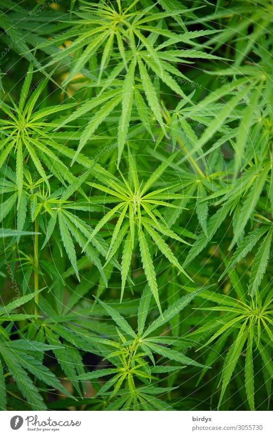 Cannabis Alternativmedizin Rauchen Rauschmittel Medikament Pflanze Gras Blüte Nutzpflanze Wachstum authentisch grün Gesellschaft (Soziologie) Gesundheit