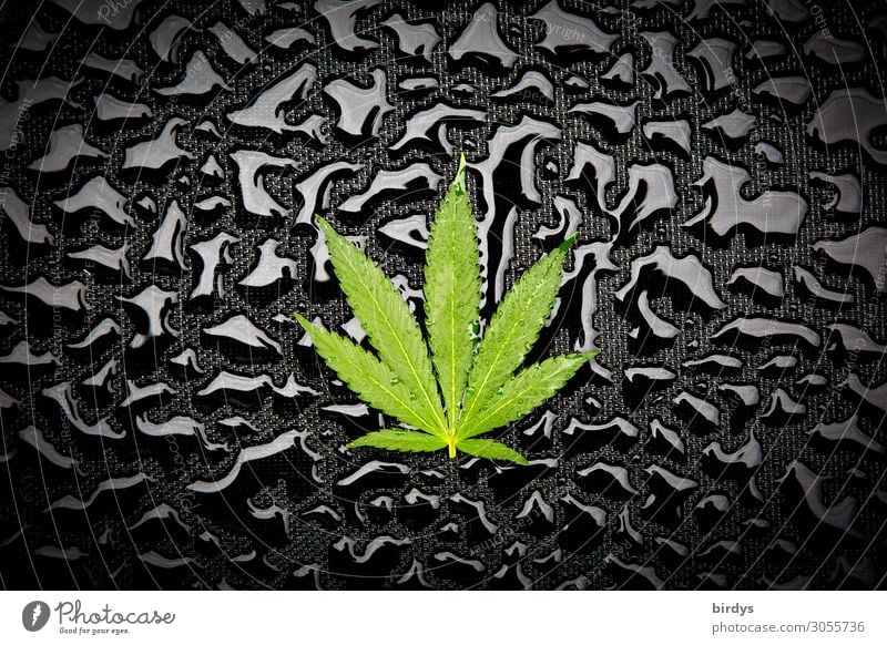 Hanfkunst Alternativmedizin Rauchen Rauschmittel Medikament Wasser Wassertropfen Blatt Grünpflanze Nutzpflanze Cannabisblatt ästhetisch authentisch